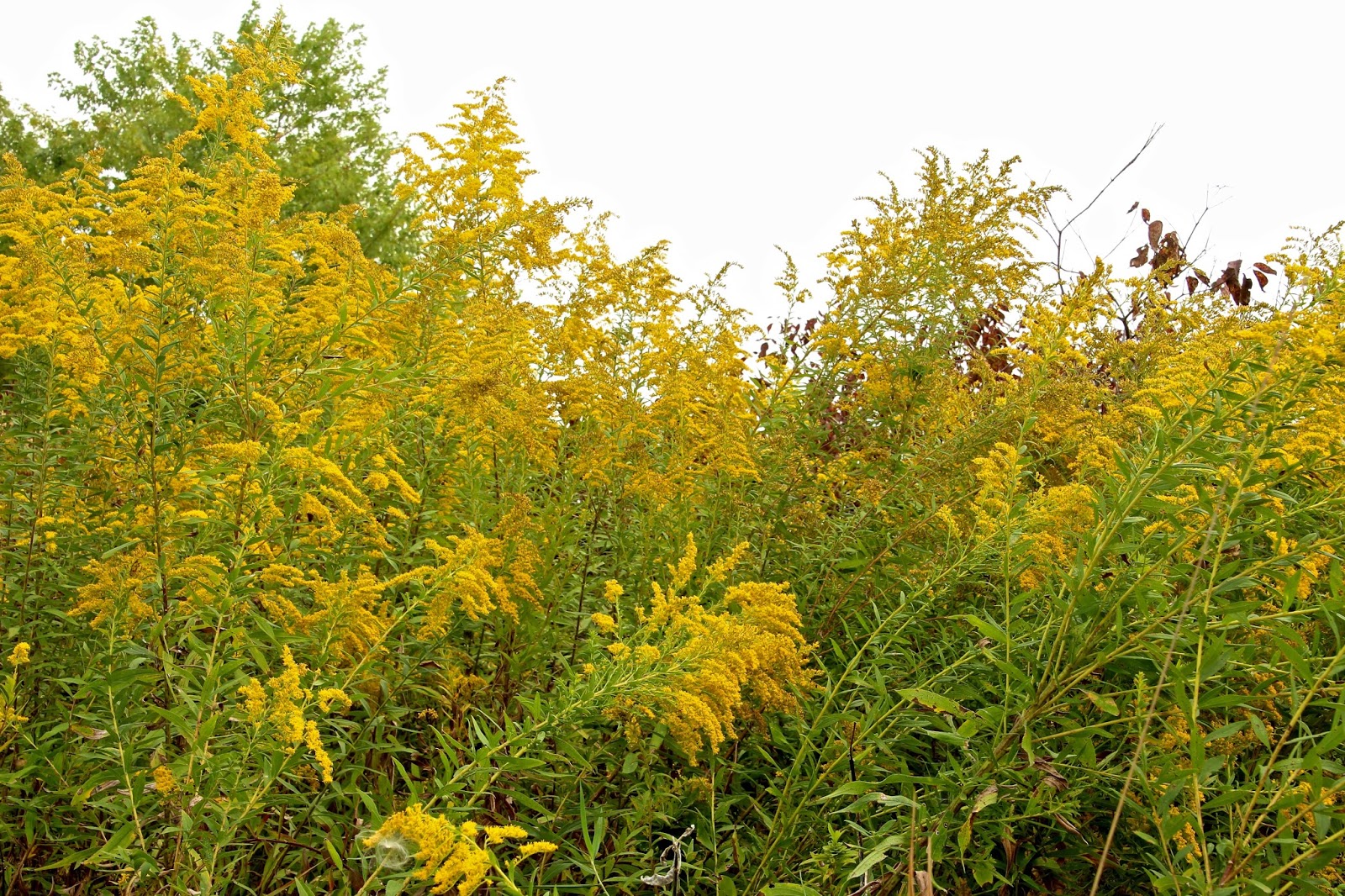 Nature's Wonders HAY FEVER? DON'T BLAME GOLDENROD!