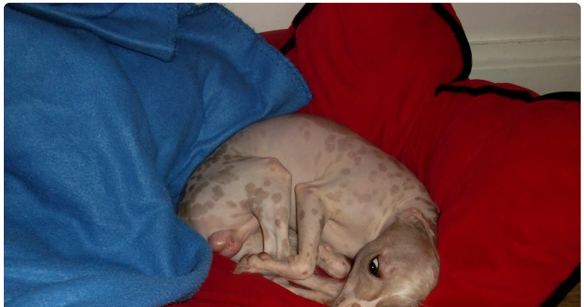  Chinese Crested Dog Världens fulaste hund?