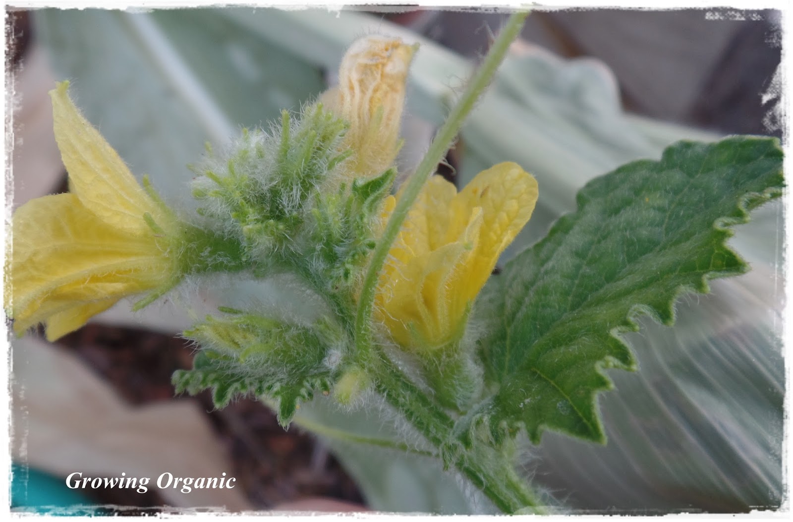 Growing Organic Cucumbers So Many Flowers So Few Fruits
