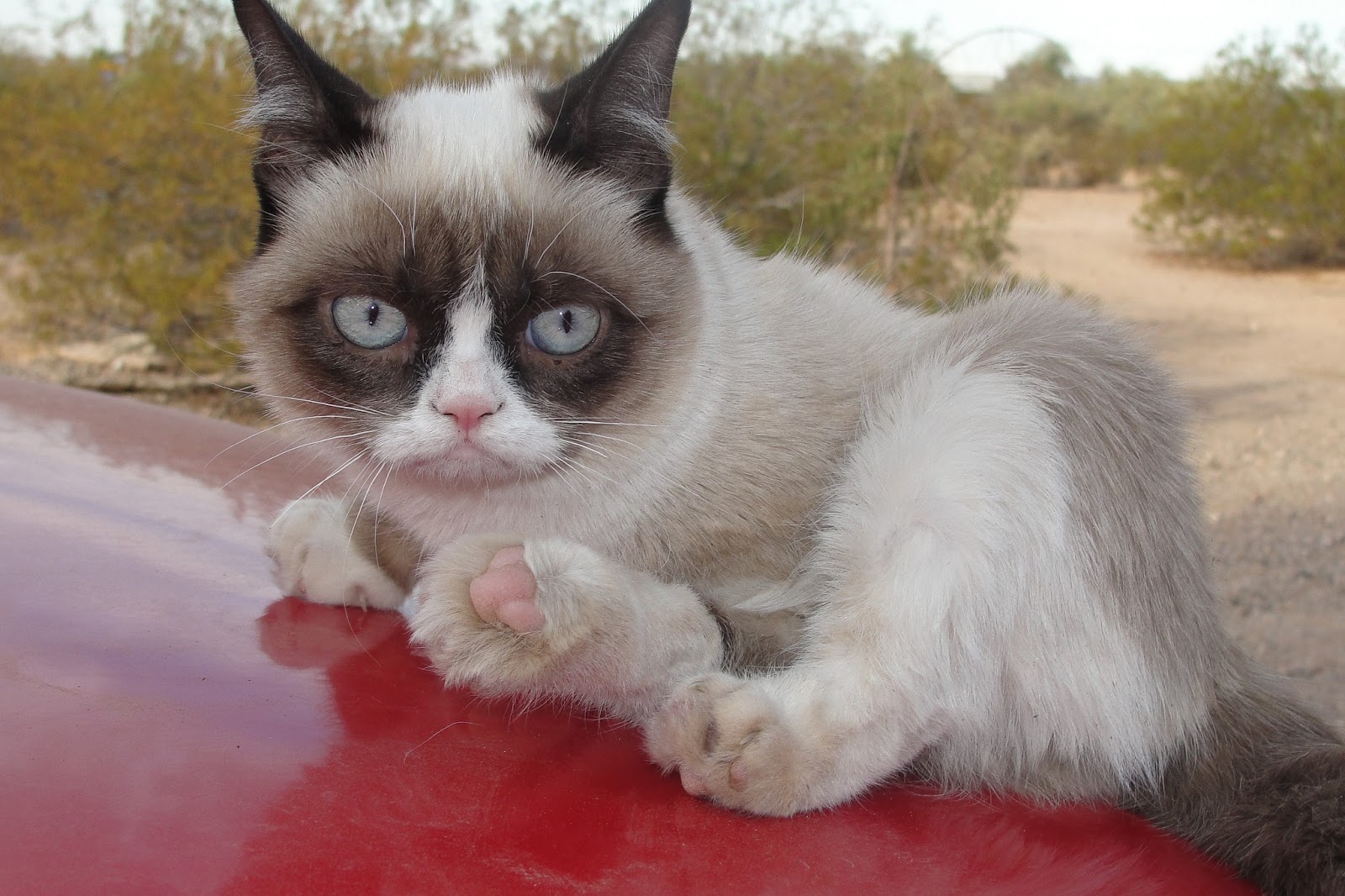 grumpy cat grumpy cat angry collection world grumpy cat grumpy cat angry collection world