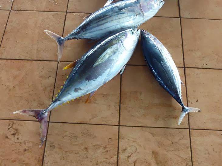 Grow Fins Bitung Plight of the baby tuna