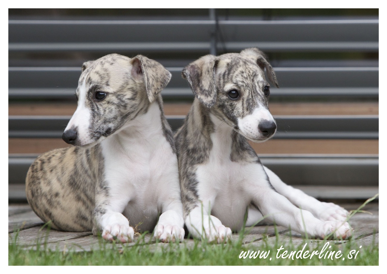 Whippet kennel Tenderline Tretji rojstni dan legla "A"