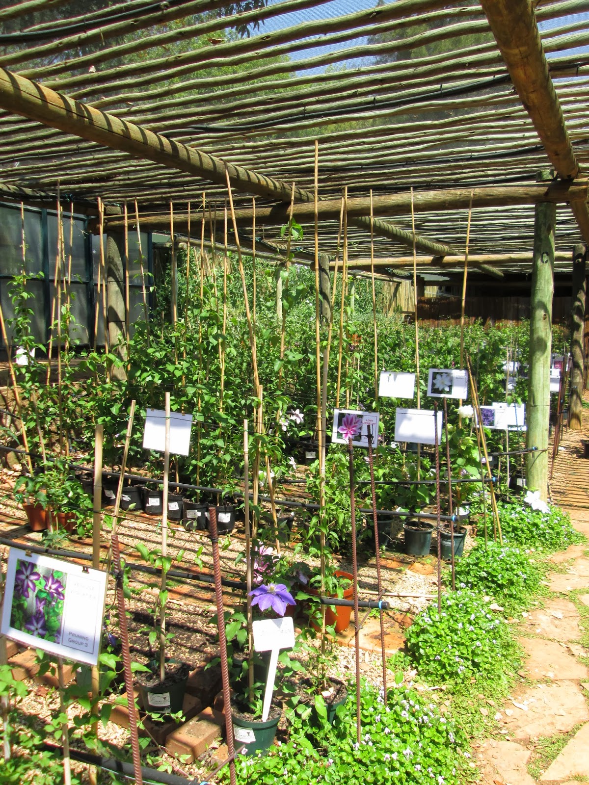 The Great Wildebeest Migration The Garden of St. Christopher