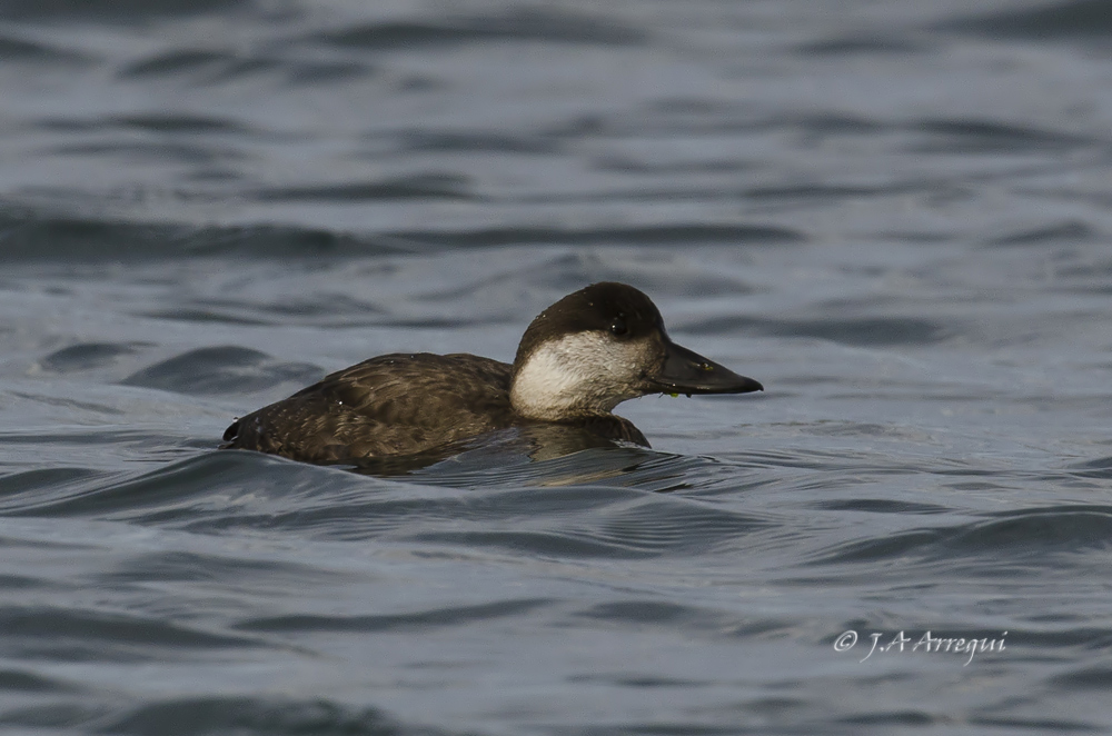 Negrón común, Melanitta nigra, Common Scoter Negrón común, Melanitta nigra, Common Scoter