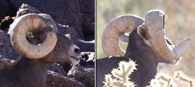 Field+Judging+and+scoring++AZ+Desert+Bighorn+Sheep+Right+Horn+View+Jay+Scott+Outdoors+4.jpg