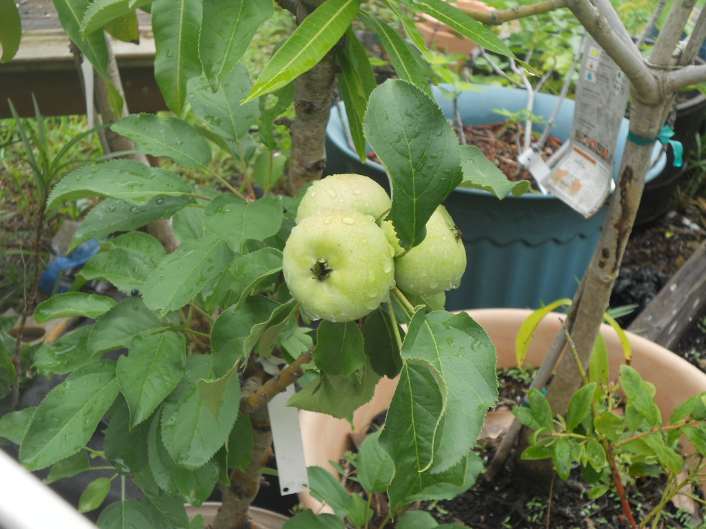 Gardening In South Florida Growing Apples in South Florida