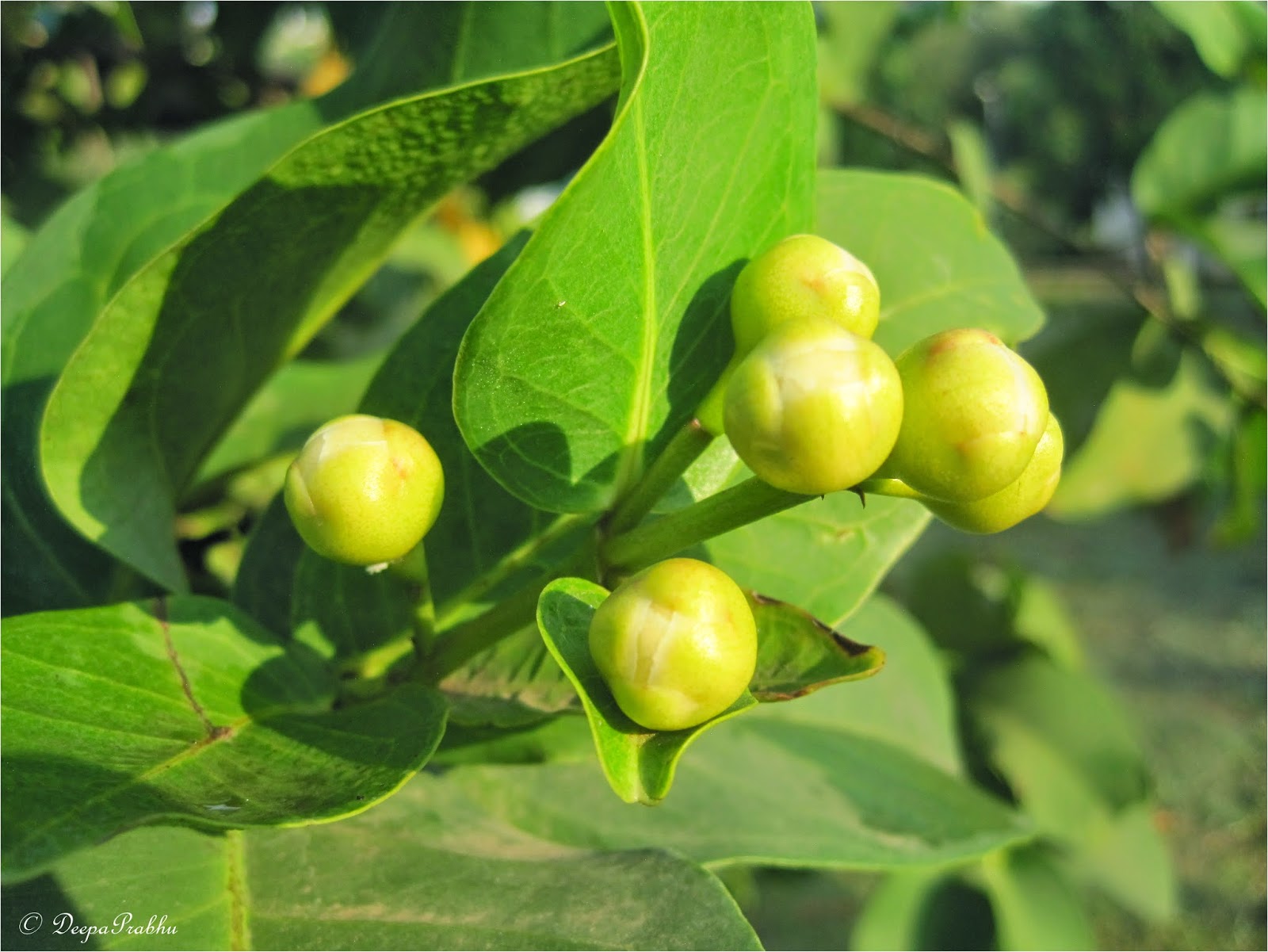 Jaam (From flower, seeds to fruit) Random Photography