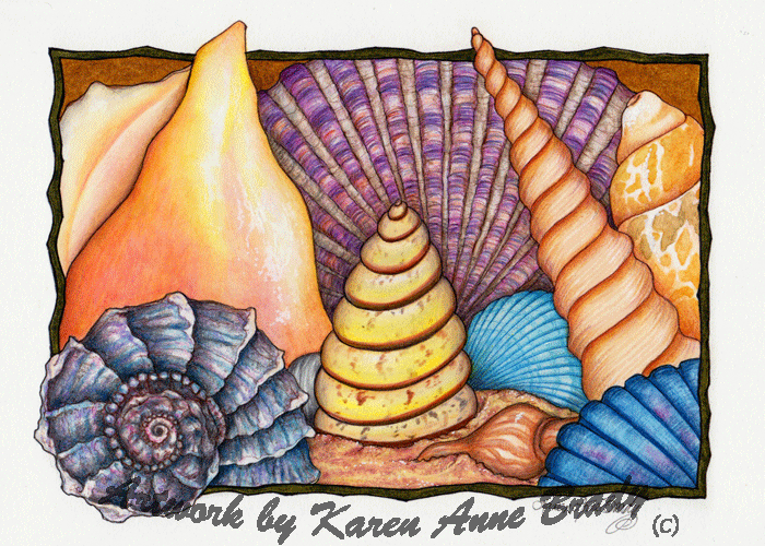 Irelandbrady Musings To Ponder Sea Shells The Colored Pencil Magazine June 2013 Art Challenge