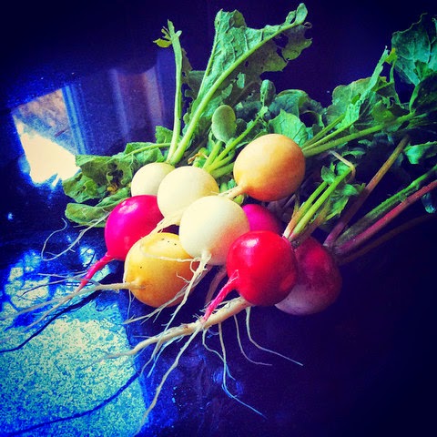 Rainbow Radish