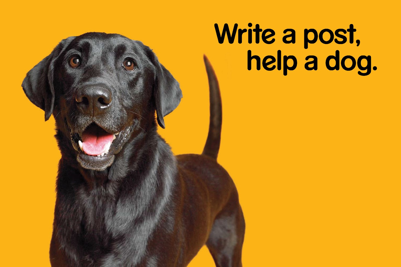 pedigree for puppies pedigree pedigree for puppies pedigree