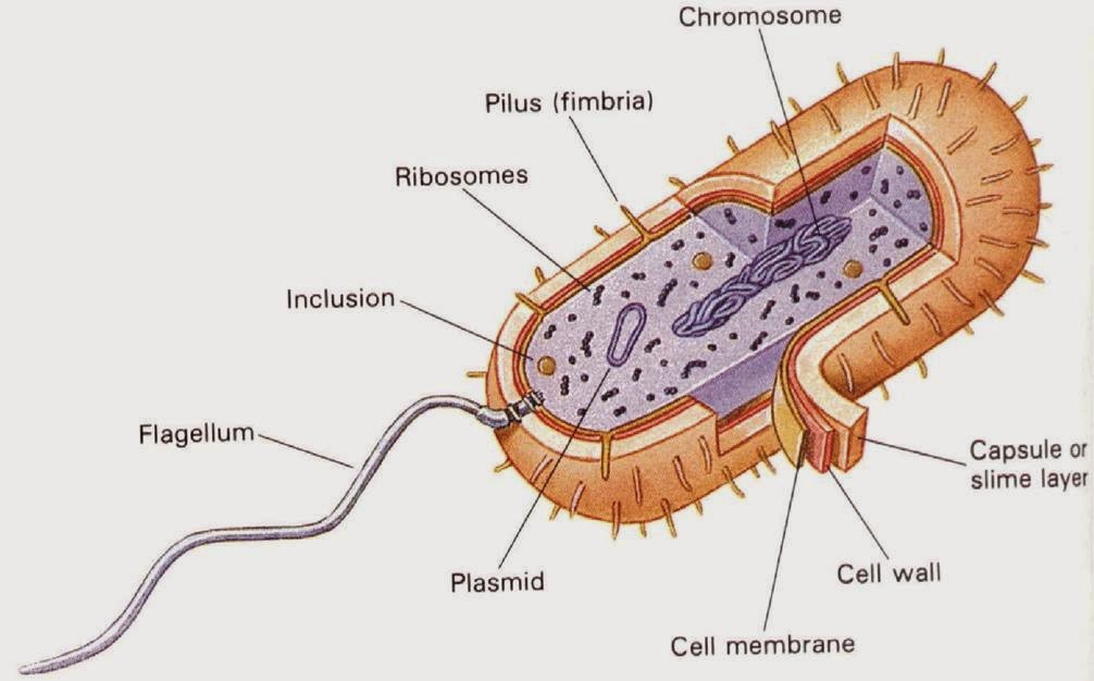 BIOLOGI GONZAGA SERING KELUAR DI UJIAN