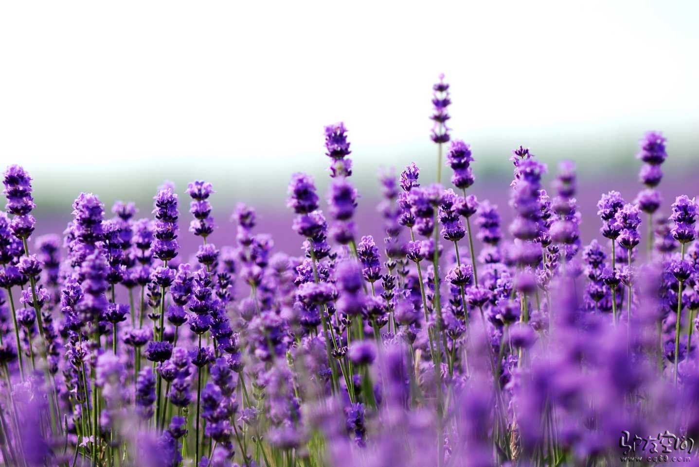 Pollard Family: Lavender Essential Oil