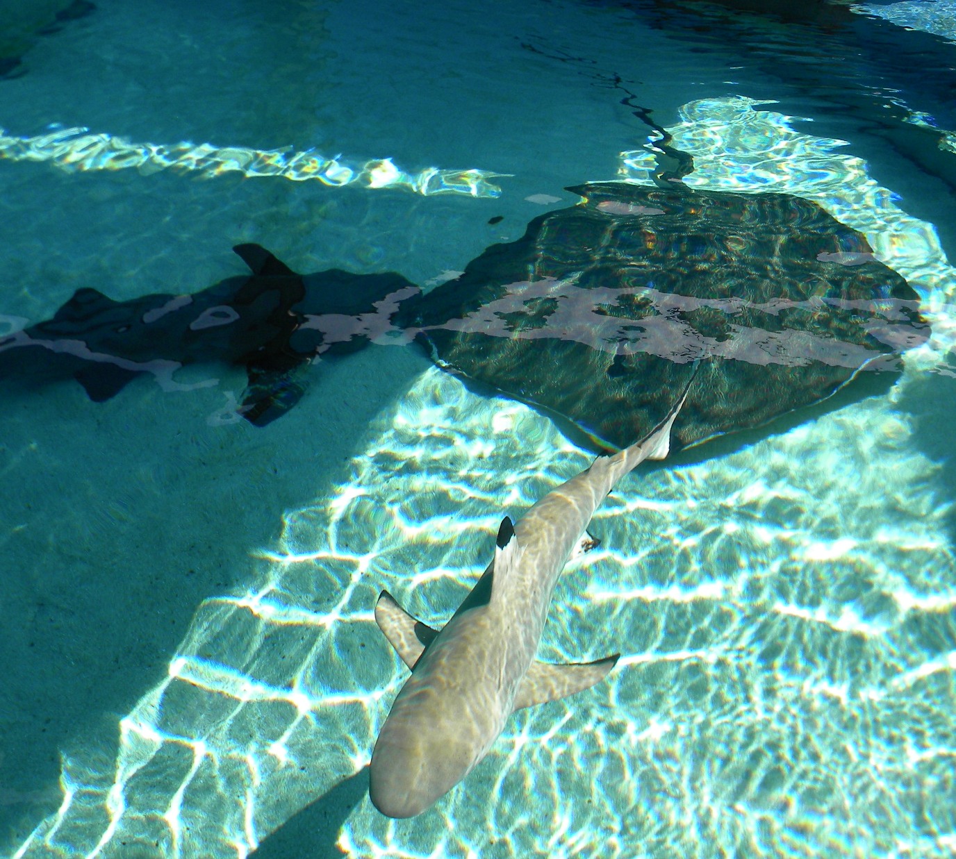 Desert Sea New Mexico and Southwestern Sailing Swimming with the Sharks