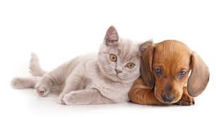 CONDROVET TASTE es un protector de los cartílagos articulares y esta especialmente recomendado para perros y gatos con lesiones articulares y artrosis.