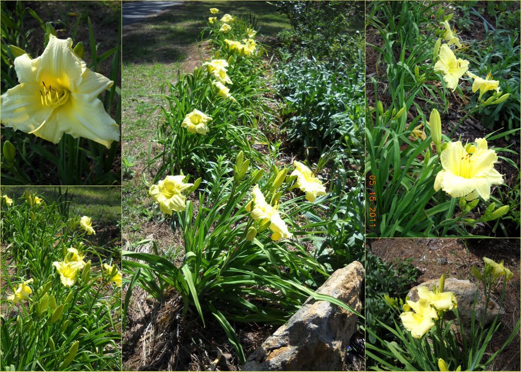 Dotty Plants Greenhouse Journal Daylily Crazy