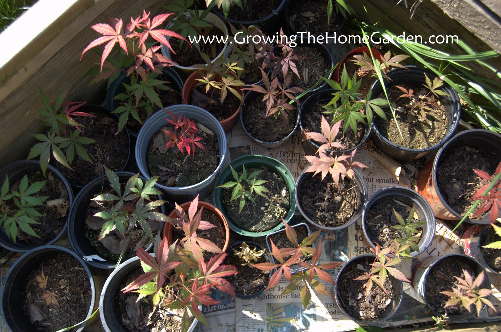 Japanese Maple Seedling Update - Growing The Home Garden