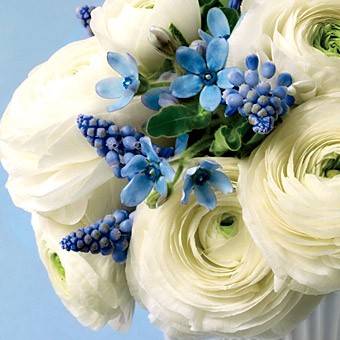 Blue Ranunculus