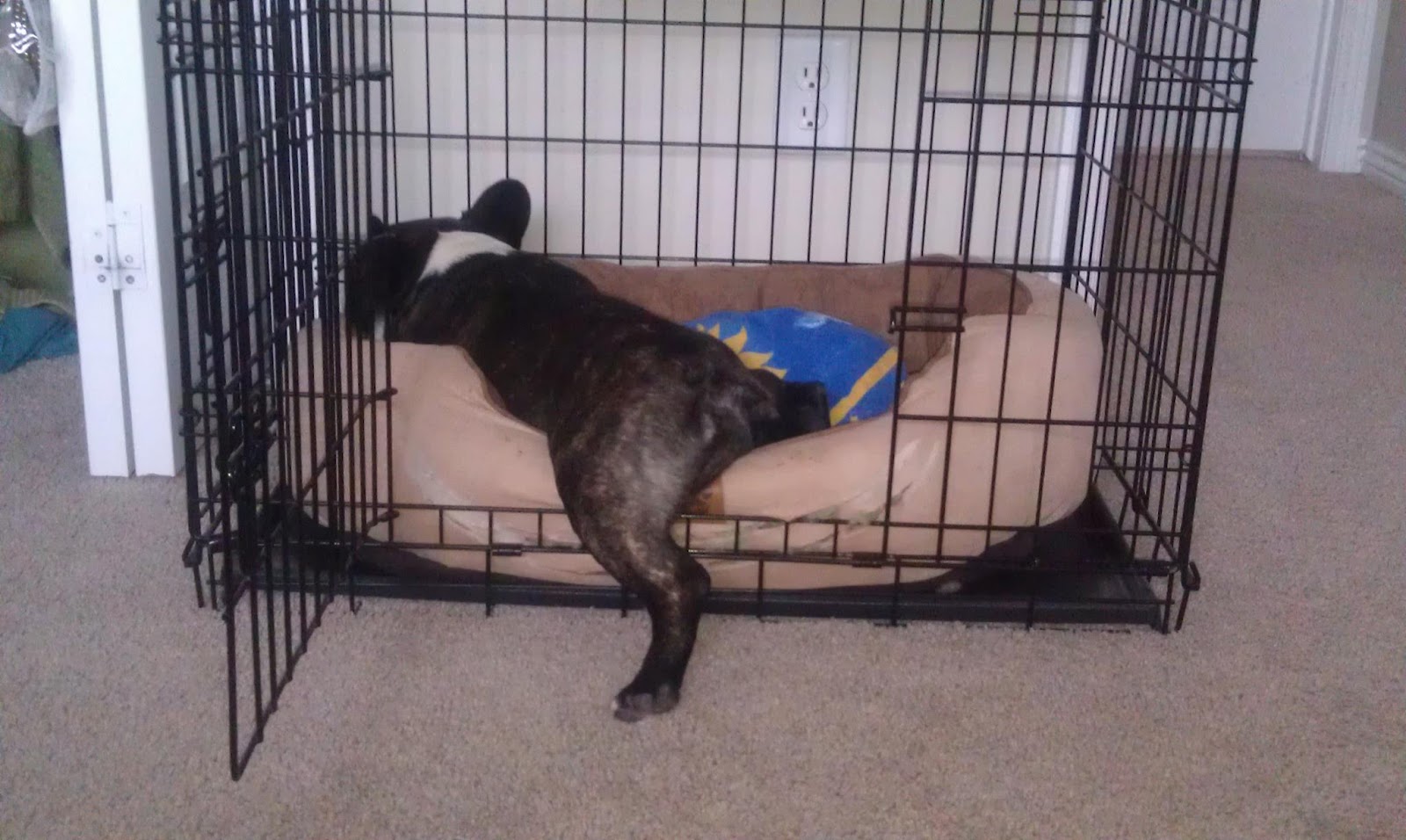 The Land of Salt A Lifestyle Blog French Bulldogs 10 Things You