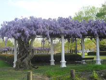Wisteria - West Point, Mississippi