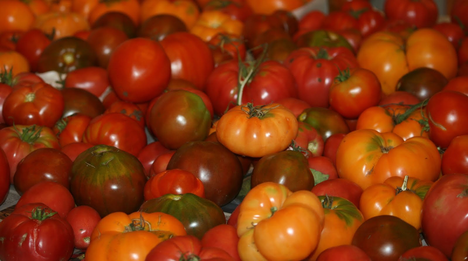 Amy and Patty's Tomatoes