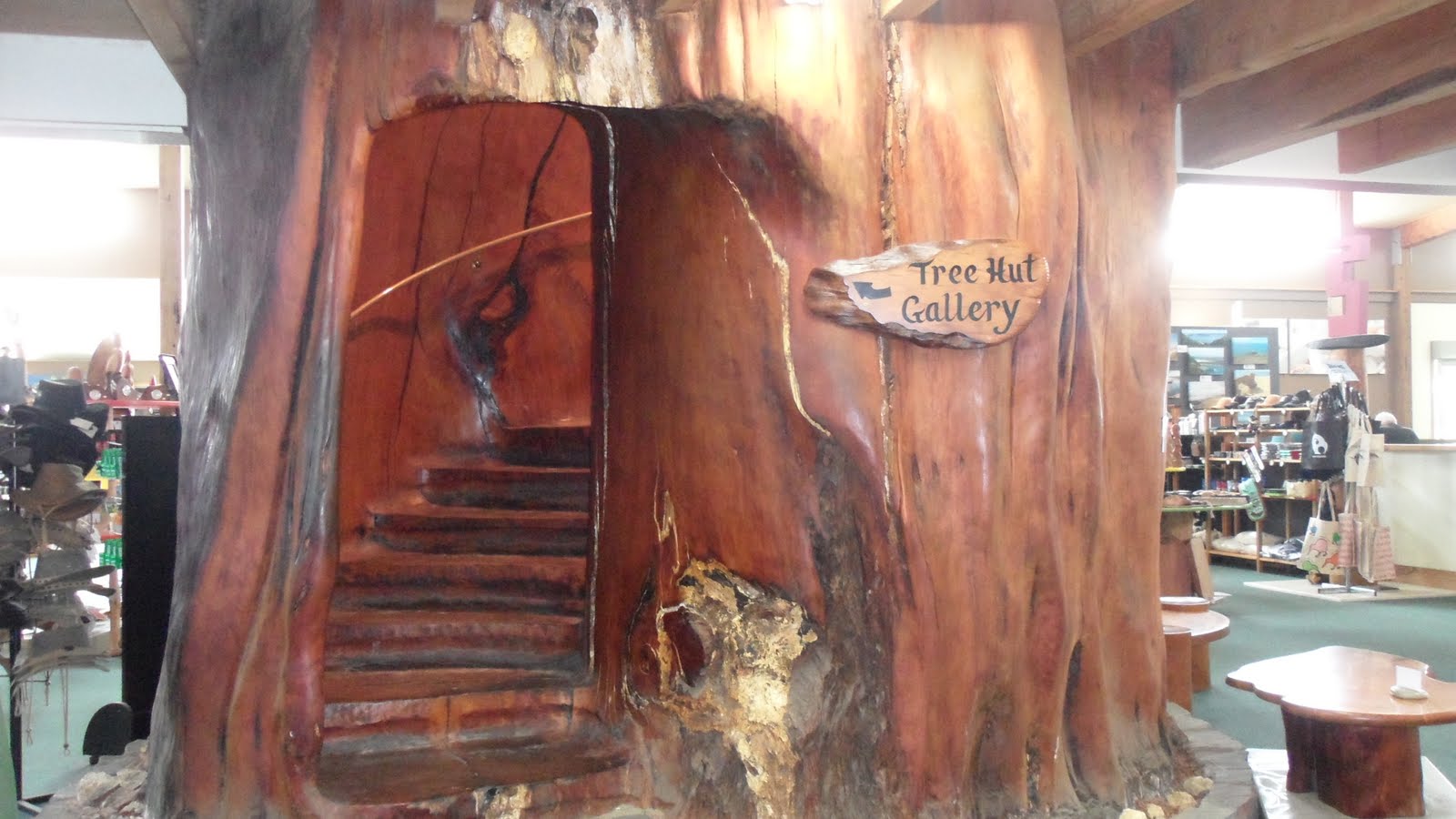 Our New Zealand Adventures Ancient Kauri