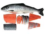 Ikan Salmon Sumber Kalsium