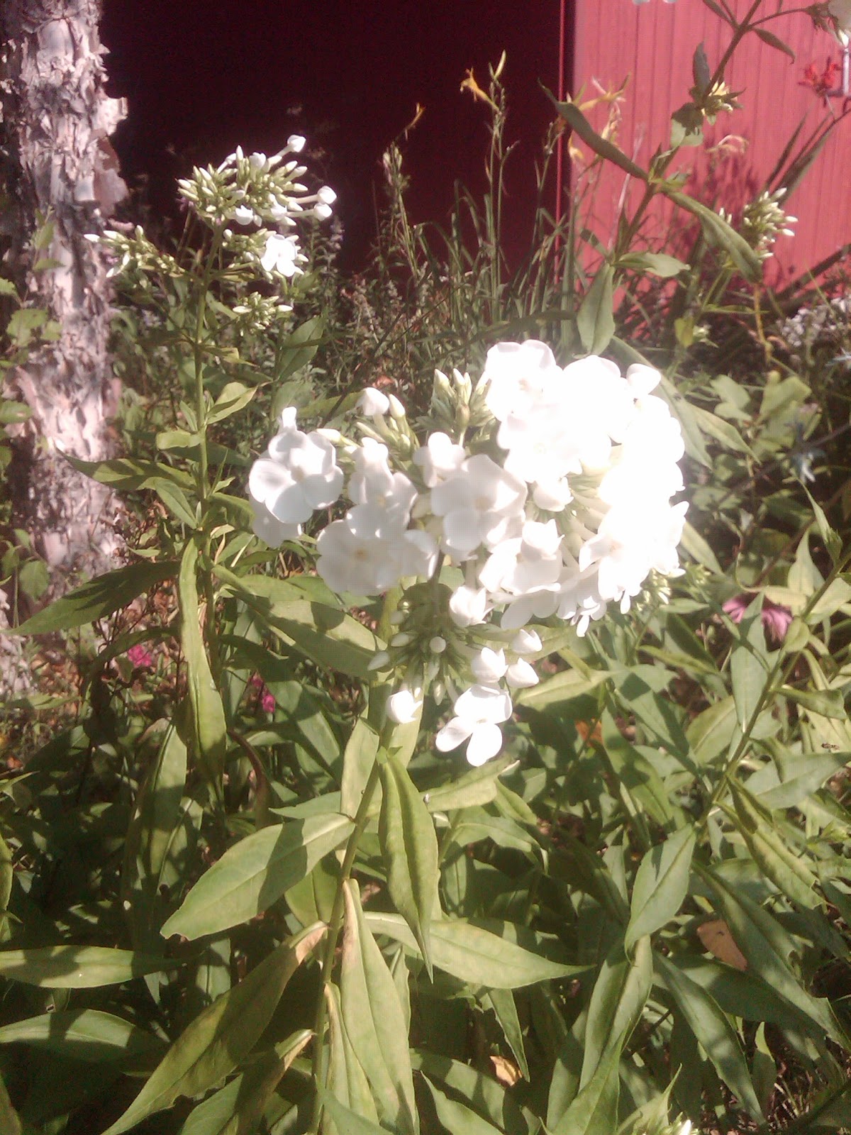 33 Best Monrovia Spring Wish List Images Monrovia Plants Plant