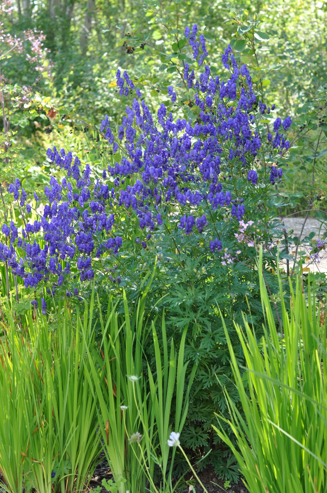 northern exposure gardening plant list hardy perennials for the north northern exposure gardening plant list hardy perennials for the north