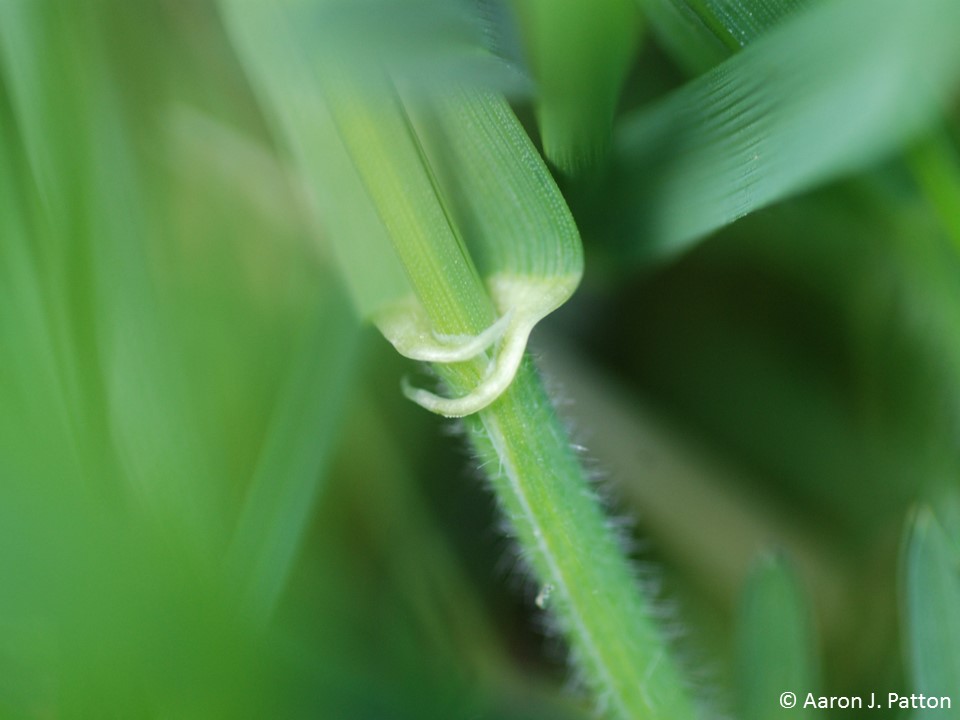 Clasping Auricle on a Quackgrass blade