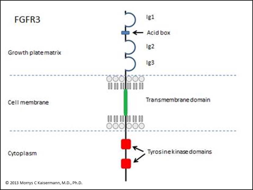 Treating Achondroplasia: Treating achondroplasia: where we ... ellis 1600 parts diagram 