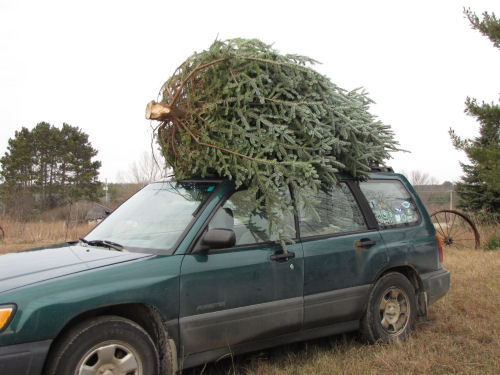 Christmas tree on car