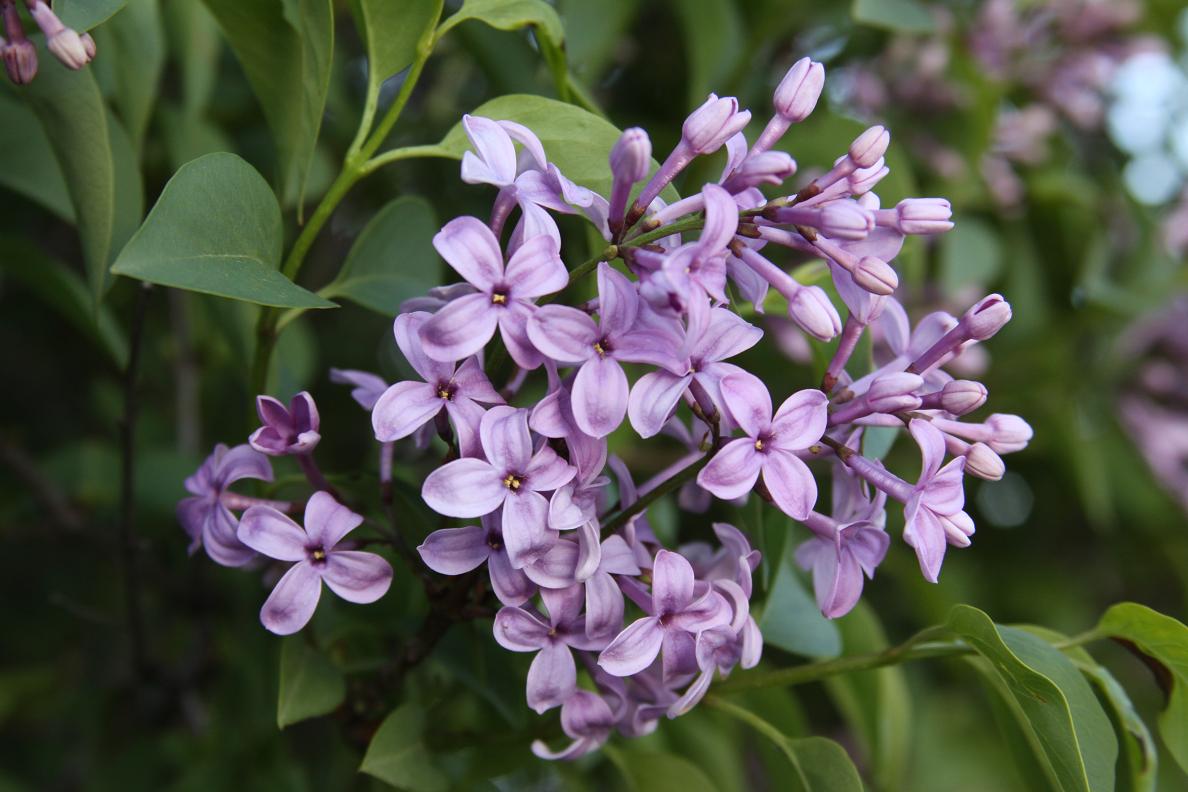 Michigan Exposures Some Lilacs