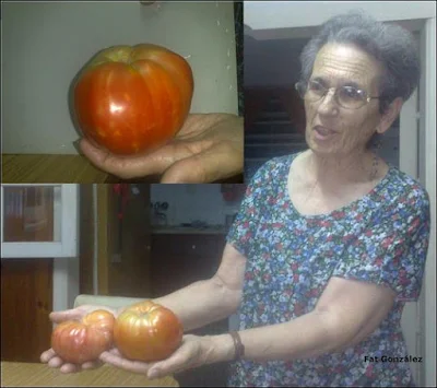 tomates gigantes chacabuco