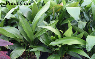 Caring tips for Aspidistra Plant