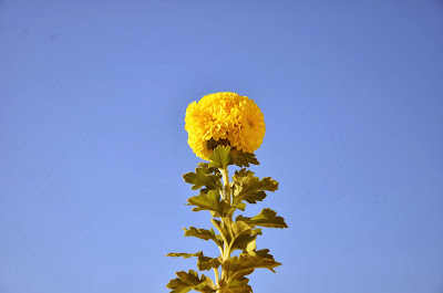 青空に映える菊の写真