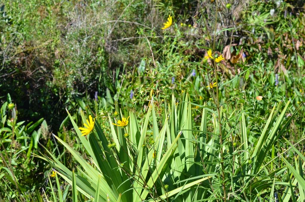 Space Coast Wildflowers Tosohatchee WMA Southeastern Sunflowers