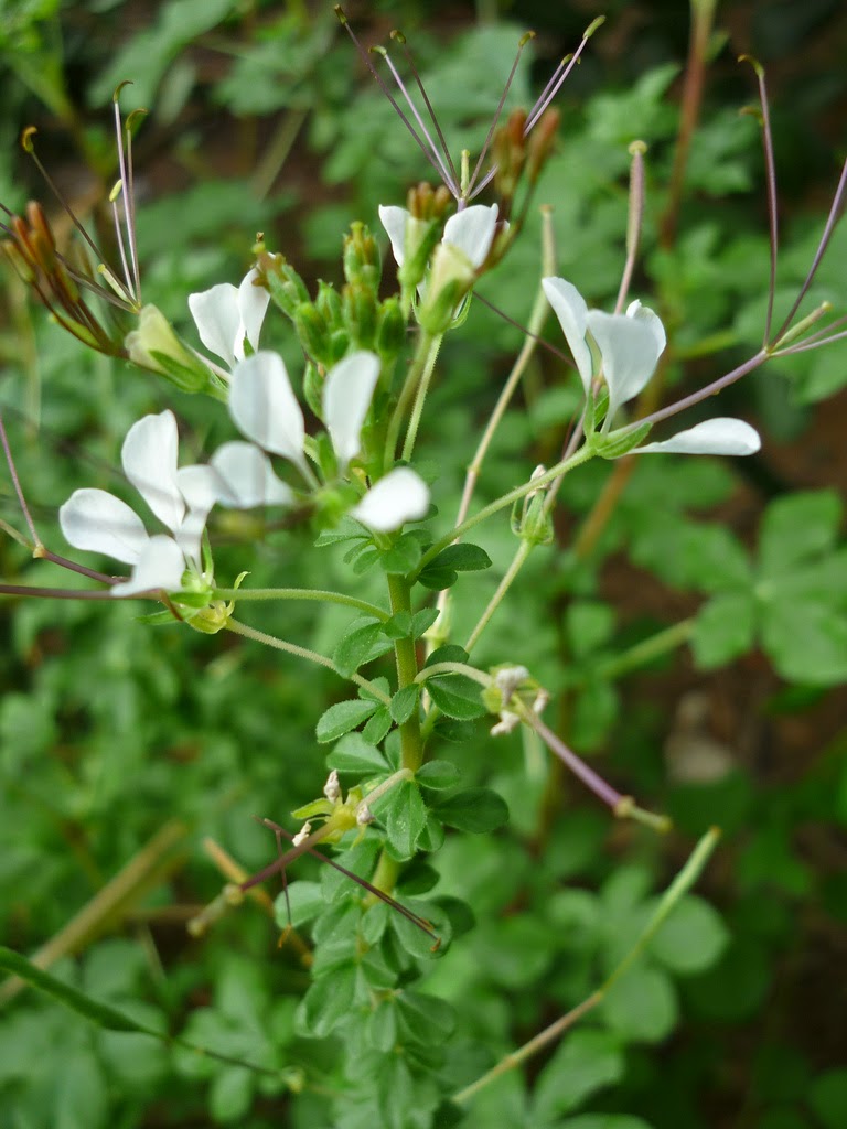 Cleome gynandra நல்வேளை (தைவேளை) Taivelai, nalvelai Herbal Plants