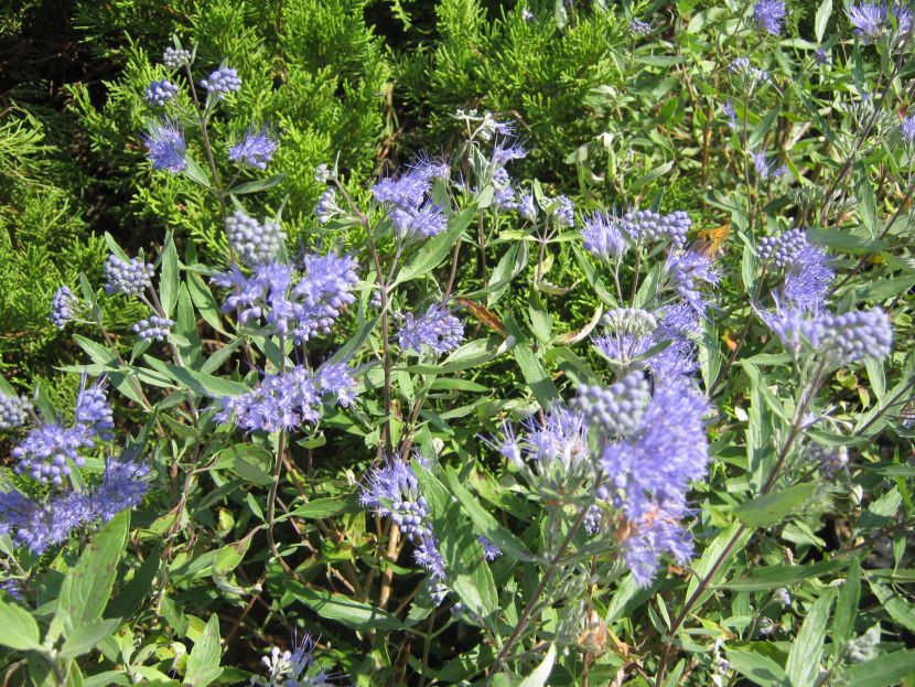 The Plant Hunter Caryopteris Is Not A Spiraea