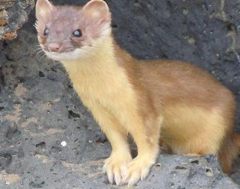 Animals Unique: Weasel