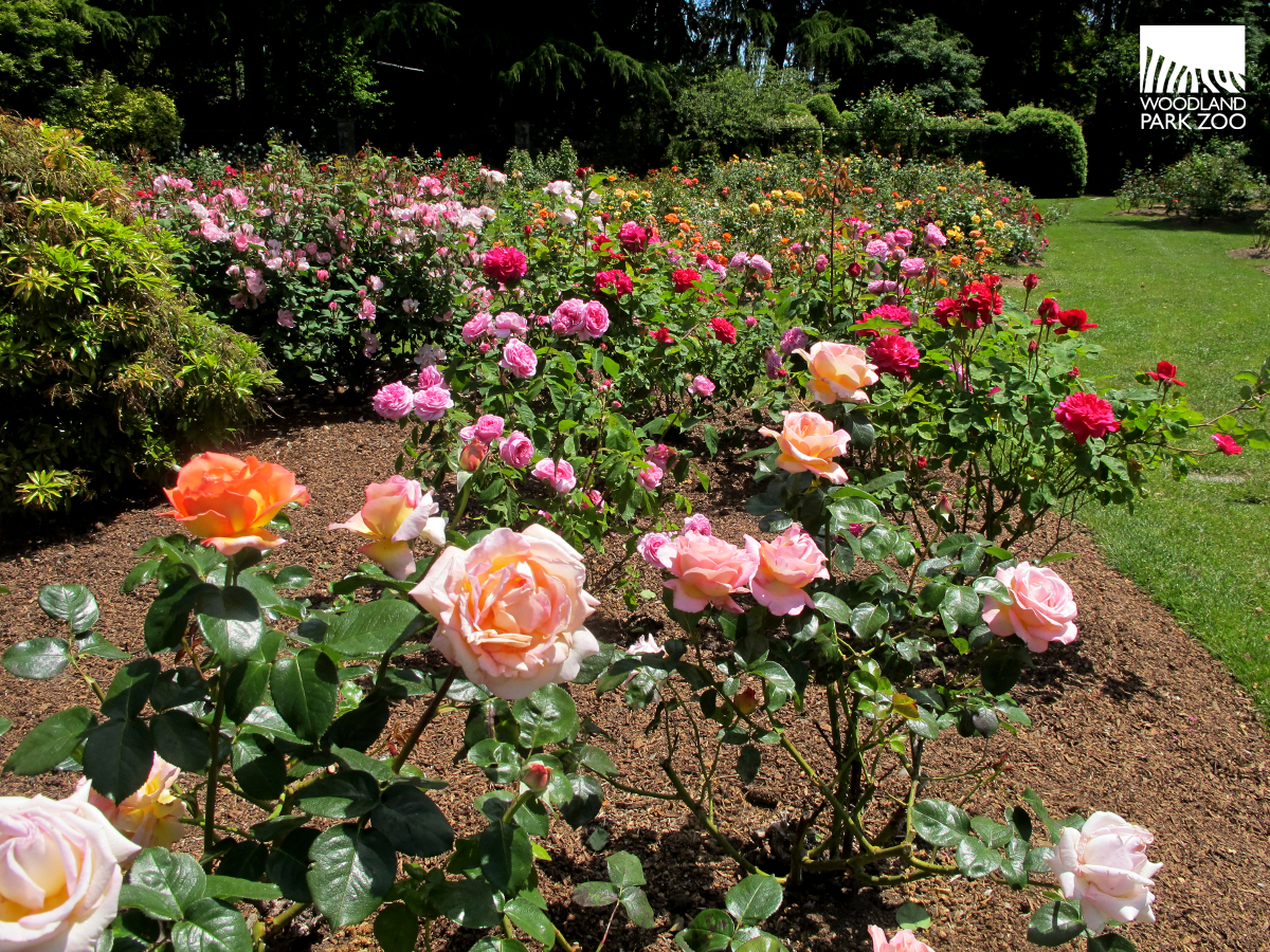 Colorfull Rose Garden