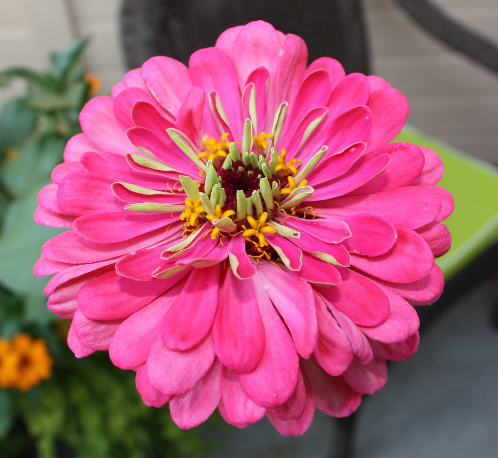Boise Daily Photo Garden Shot Hot Pink Zinnia