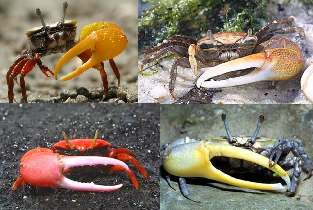 Les Poissons N Existent Pas Des Femelles Crabes Sous Le Charme De Robots Danseurs