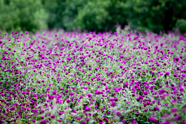 [Image: chua-benh-bang-hoa-cuc-bach-nhat-2.jpg]