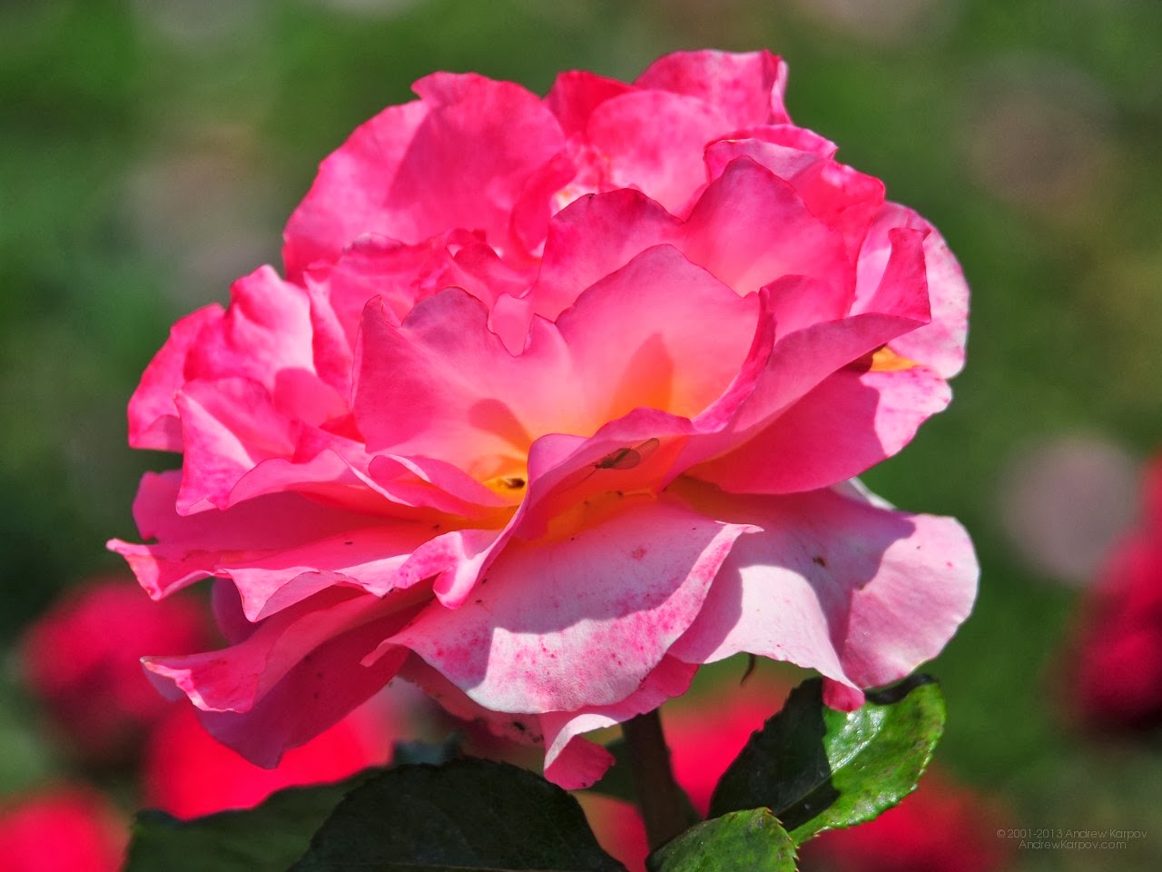 Amazing Flowers Wallpapers - HD Wallpapers