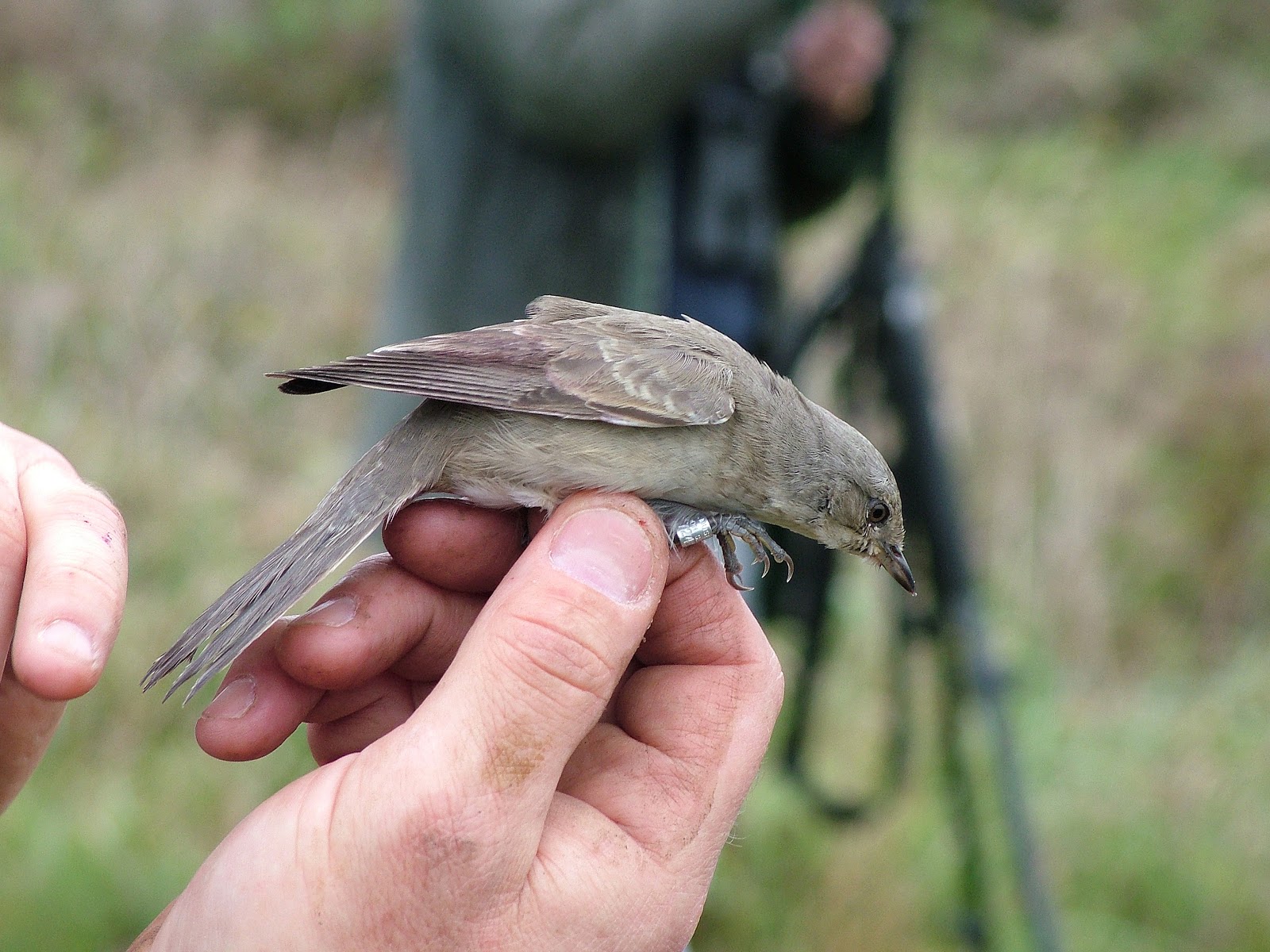 barred warbler