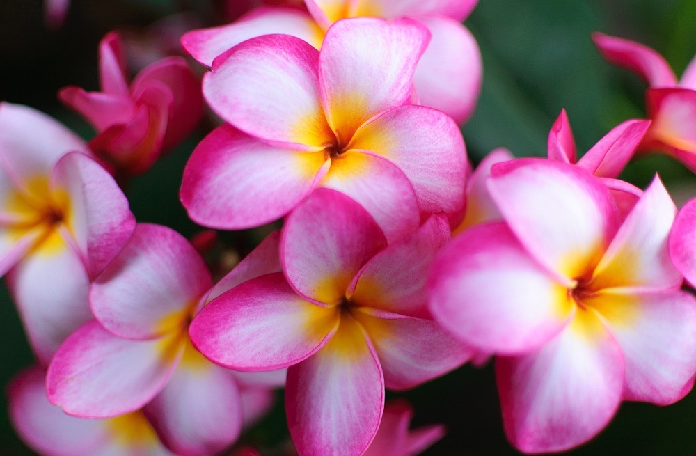 Plumeria is one of the many varieties of beautiful flowers you'll see throughout the island.