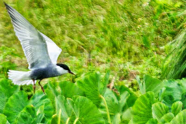 bird in flight, tern, red legs