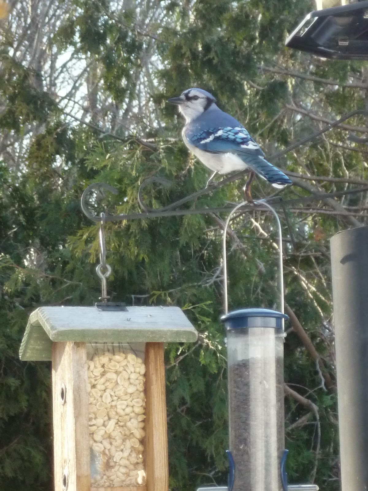 South Burlington birds Birds at peanut feederphotos South