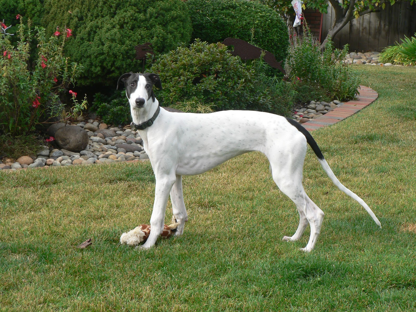 Aragon Greyhounds Greyhound Club of Northern California Fall Specialty