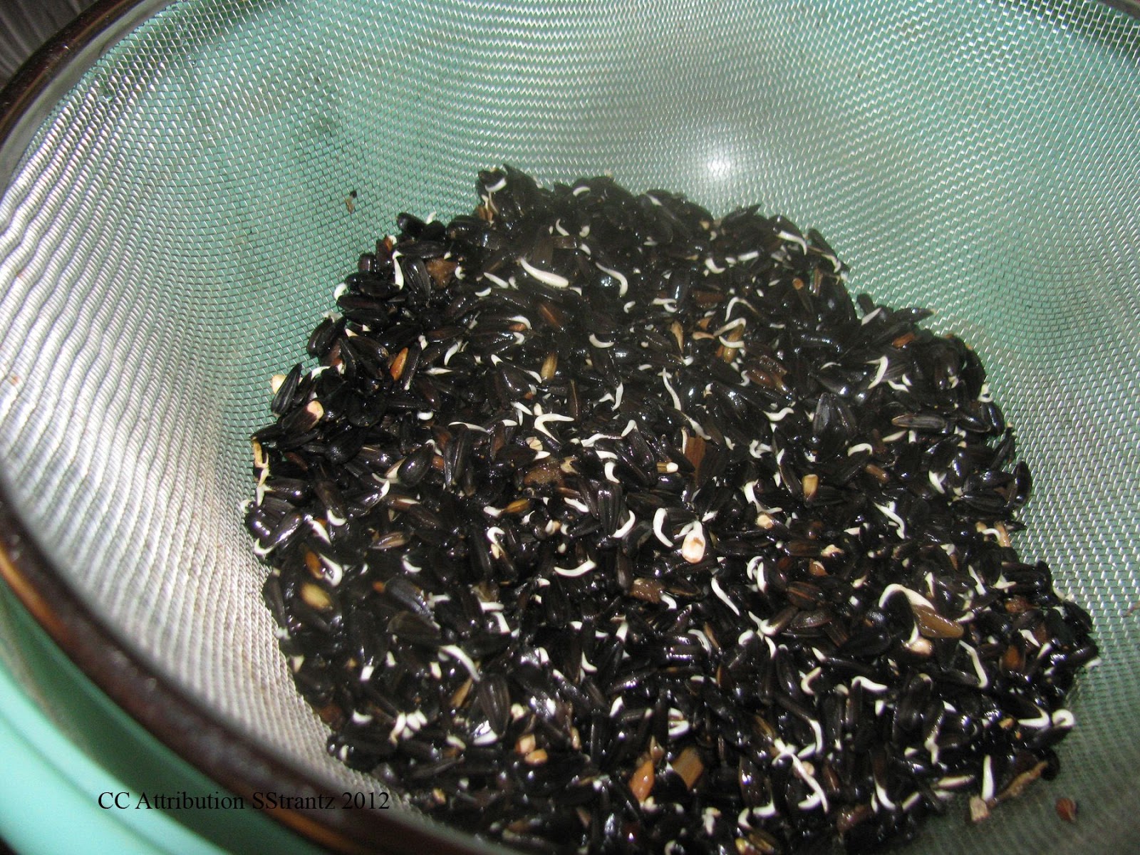 sprouting black sunflower seeds for chickens chicken keeping easy ways to sprout seeds for your chickens sprouting black sunflower seeds for chickens chicken keeping easy ways to sprout seeds for your chickens